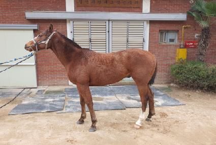 �ΰ���̾� ����