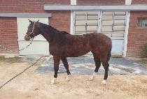 ������� (CHAMSARANGGIL) ����