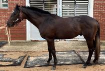 �긮�������� (BREEDO WIZARD) ����