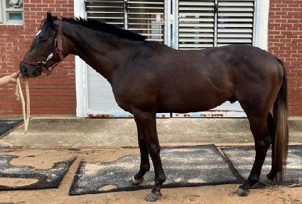 �긮�������� ����