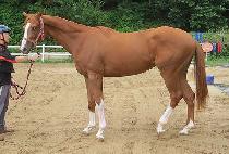 �����극�� (AWESOME BRAIN) ����