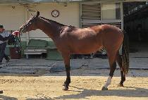 �����Ƶ�� (SAENAE ADIRA) ����