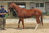 ������Ʈ��Ÿ (EXCELLENT MATTA) ����