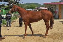 �������� (NURI JILJU) ����