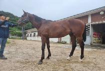 ������ (LOOK TOO GOOD) ����