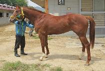 �����巡�� (THUNDER DRAGON) ����