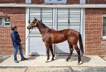 ŷ�巡�� (KING DRAGON) ����