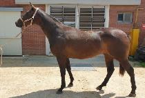 �ٶ���ٴ� (BARADEON BADA) ����