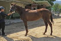 �����¡�� (AMAZING ROCK) ����