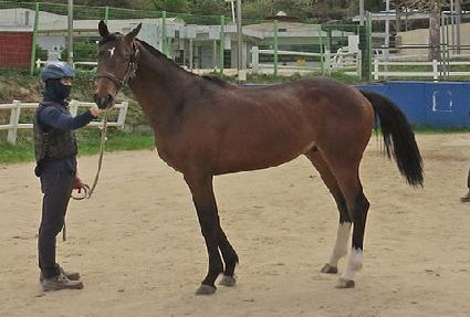 �������̾�Ʈ ����