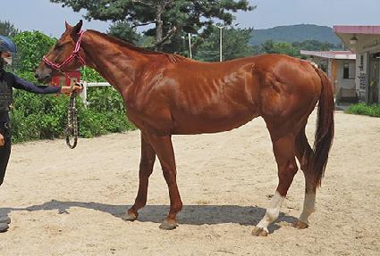 �巡��ŷ�� ����