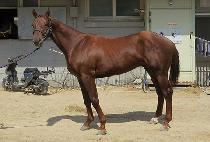 �丣�Ǹ�ġ (THORUI MANGCHI) ����