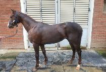 ���������� (MAGIC BLUE PIN) ����