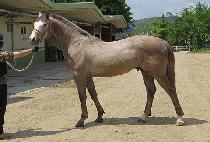 �Ѱ��۷θ� (HANGANG GLORY) ����