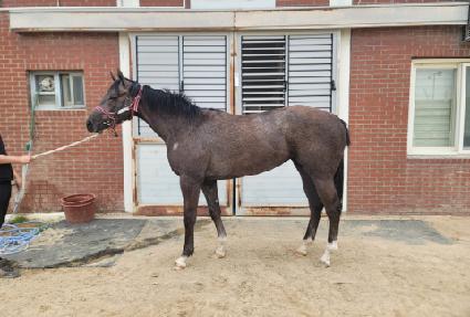 �Ϻ�Ʈ�� ����