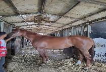 ������ (SHOW AGAIN) ����