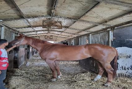 ������ ����