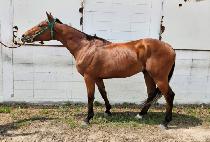 �ö��׾��̽� (FLYING ICE) ����