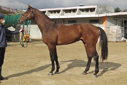 ������Ÿ��ƽ ����