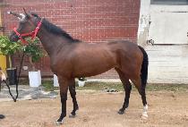 �����ǳ� (SERAFINA) ����