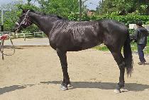 ���ƺ���� (QUEEN ABIGAIL) ����