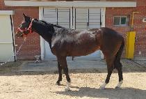 �ƽ�ƾ���� (ASTIN MARINE) ����