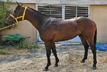 ������ġ (BURUI TONGCHI) ����