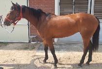 BROWN FALCON picture