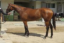 ���ں�Ƽ (CHOCO BEAUTY) ����