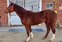 �¸����� (SEUNGNI CHANSA) ����