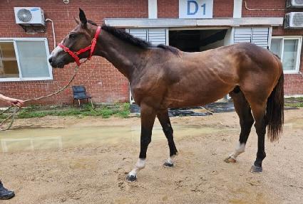 �����̾� ����