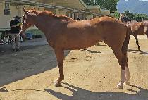 ���߷����� (NATURAL SOUND) ����