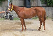 ����ũ���� (SPARK THUNDER) ����