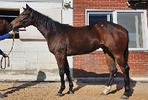 ����Ƽ��� (MIGHTY RUBY) ����