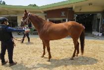 �������� (DONGJIN THUNDER) ����