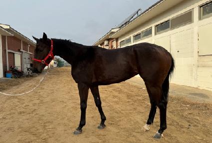 ���̾Ƹ���Ʈ ����