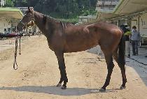 ��Ÿ (META) ����