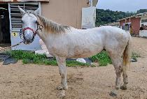 ���Ӻ�Ʈ (SANGIM BOLT) ����