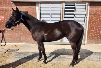 ����̳���Ʈ ����