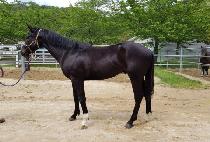 ������Ʈ (BLACK VOLT) ����