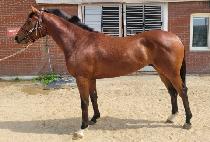 ������ (POMPEII) ����