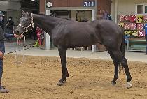 ���������� (SEGWANG FIGHTER) ����