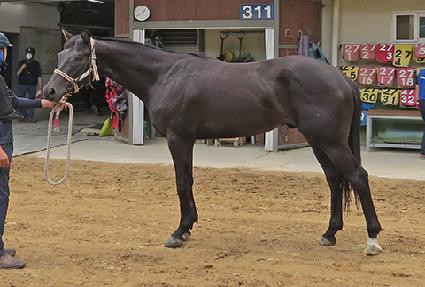 ���������� ����