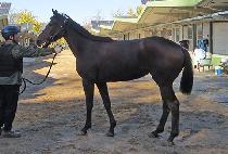 �������� (THUNDER RUSH) ����