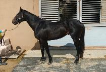 ���������� (OVER ENERGY) ����