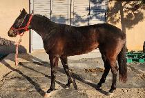 SPECIAL MATE picture