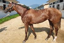 �����ƽ��� (MARIA��S CALL) ����