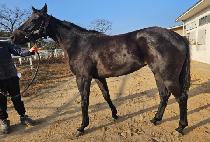 ������ (GUREUM BIT) ����