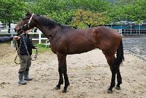 ��Ÿ��� (STAR DAERO) ����