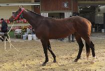 �ݺ��Ŀ� (GEUMBIT POWER) ����